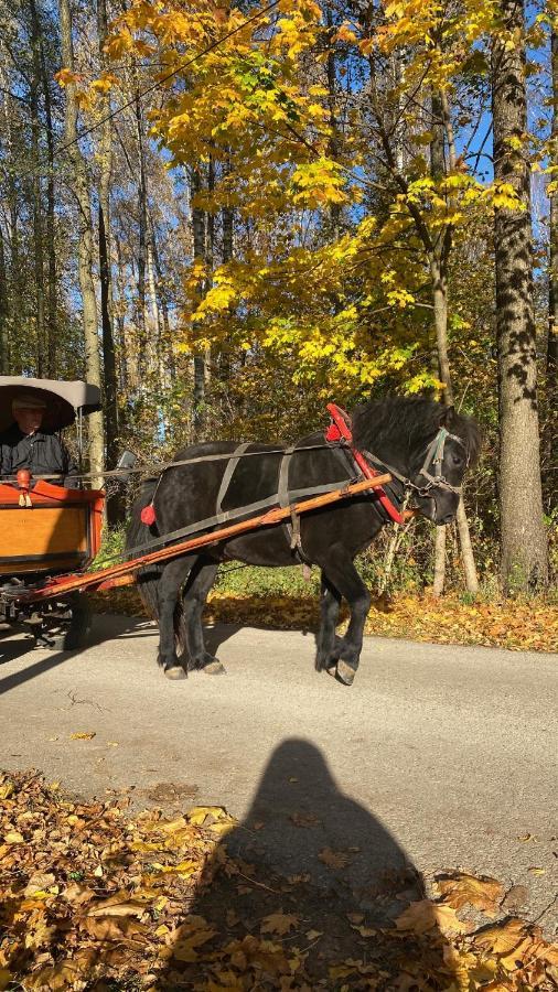 Вілла Agroturystyka Ostrowie Домброва-Білостоцька Екстер'єр фото